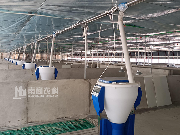 豬自由采食槽如何提高保育豬成活率？