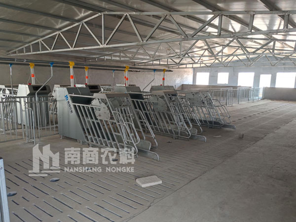 小智倌-母豬智能飼喂器來助力妊娠母豬不吃食怎么辦？